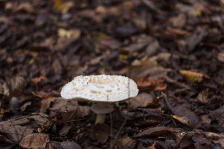 Small white champignon in autumn forest among red leaves. Seasonal mushroom in the woods. Nature or healthy organic food concept.の写真素材