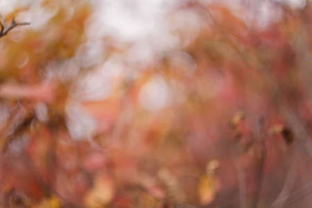 Unfocused shot of autumn red foliage in the forest. Abstract blurred background, fall colors conceptm copy space.の写真素材