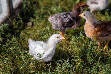 Multicolored small chickens on green grassの写真素材