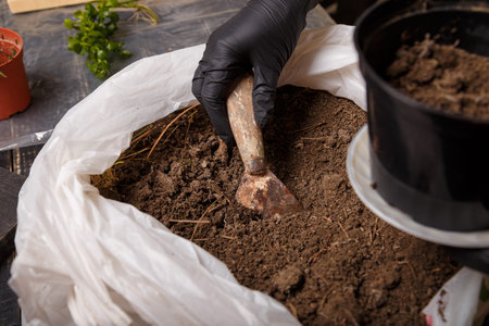 Woman hands in black gloves filling in a flower pot with universal siol for greenery and indoor...