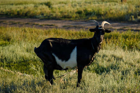 Black goat on pasture in fieldの写真素材