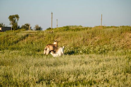 Brown goats on pasture in fieldの写真素材