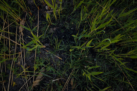 Soft focused shot of young reed sprouts on burnt ground of swamp. Renewal after natural fire. Global...