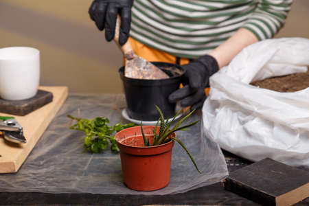 Soft focused shot of female hands putting soil in flower pot. Green succulent seedling on foreground. Close up shot.の写真素材