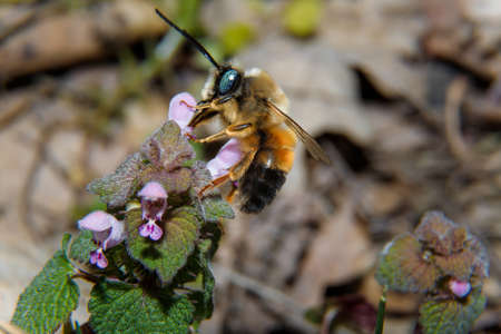 Soft focused macro shot of bumblebee with green eyes pollinating a wild flower. Close up, copy space.の写真素材