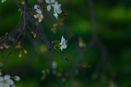Blossoming cherry branches with white flowers and bee on green grass background. Spring bloom...