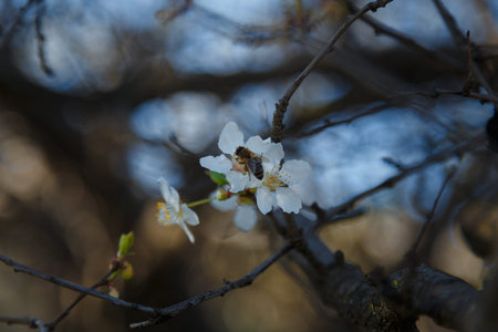 Blossoming cherry branches with white flowers and bee. Spring bloom concept. Soft focused shot, copy...
