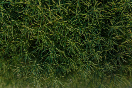 Texture of green bush with small foliage