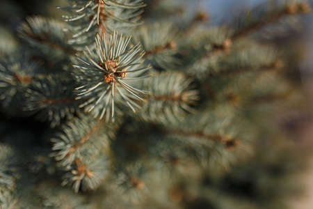 Colorado blue spruce or bluish fir branches texture. Soft focused shotの写真素材