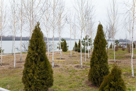 Coniferous bushes or juniper growing outside on river background.の写真素材