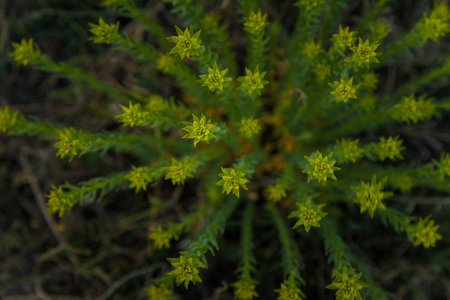 Soft focused shot of wild field flowers. Springtime blooming. Plant with yellow star shaped flowers....