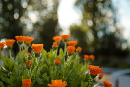 Close up shot of calendula or marigold flowers. Beautiful spring medicinal plant.の写真素材