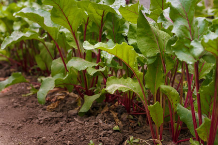 Beetroot tops growing in soil. Soft focused closeup shot of beet leaves. Seasonal farm harvest, fresh organic vegetables, healthy vegetarian food.の写真素材