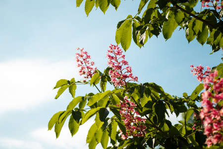 Red blossoming chestnut tree flowers, hybrid aesculus pavia on blue sky background. Springtime blossom.の写真素材