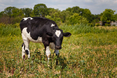 Black and white calf grazing in field, livestock feed, summer countryside life concept.の写真素材