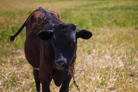 Black calf grazing in field, livestock feed, summer countryside life concept.