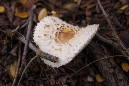 White champignon in autumn forest among dry leaves. Seasonal mushrooms hunting, fall nature, healthy...
