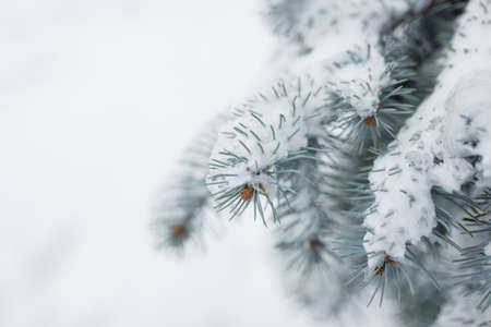 Fir tree branches covered with snow at winter day. Close up, copy space.の写真素材