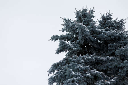 Fir tree top covered with snow viewed from below on blue cloudy sky background. Winter landscape concept. Copy spaceの写真素材