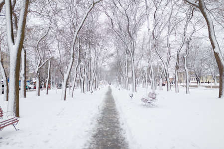 Beautiful winter landscape, trees and bench in park covered with snow.の写真素材