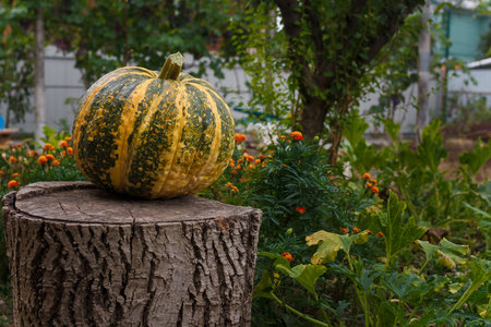 Big striped pumpkin on marigold flowers background. Organic fresh farm vegetables, seasonal autumn harvest, vegan food, healthy dietの写真素材