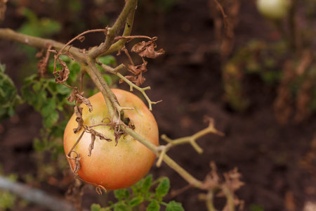 Soft focused shot of growing unripe green and red tomatoes on bushes. fresh organic farm vegetables, healthy food, seasonal harvestの写真素材