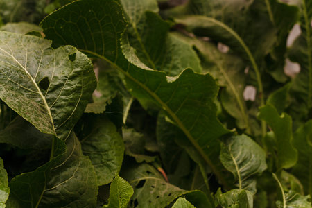 Soft focused close up shot of horseradish tops, green juicy leaves, growing at farm. Gardening, farm...