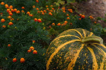 Big striped pumpkin on marigold flowers background. Organic fresh farm vegetables, seasonal autumn harvest, vegan food, healthy dietの写真素材