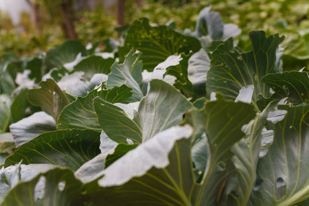 Soft focused close up shot of young cabbage leaves. Agriculture, fresh seasonal farm harvest, healthy organic vegetarian food.の写真素材