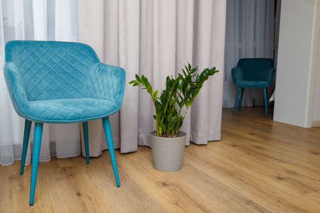 Modern interior design. Turquoise blue arm-chair, long window curtains, green potted home plant. Eco-friendly green no plastic interior.の写真素材