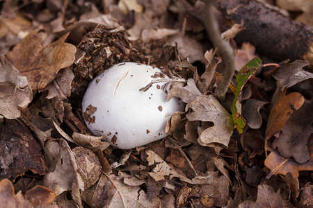 White champignon in autumn forest among dry leaves. Seasonal mushrooms in the woods. Fall nature, healthy organic food concept.の写真素材