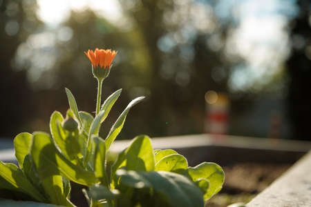 calendula or marigold flowers. Beautiful spring medicinal plant in sunlight rays.の写真素材