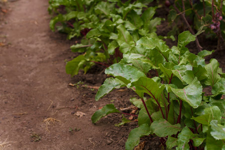Beetroot tops growing in soil. Soft focused closeup shot of beet leaves. Seasonal farm harvest,...