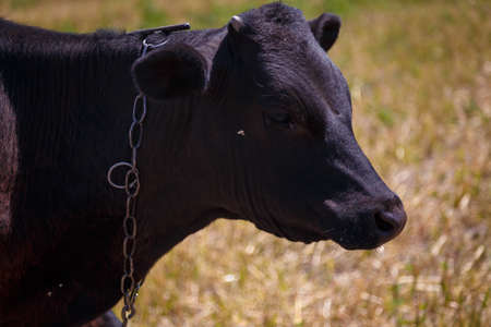 Black calf grazing in field, livestock feed, summer countryside life concept. Close upの写真素材
