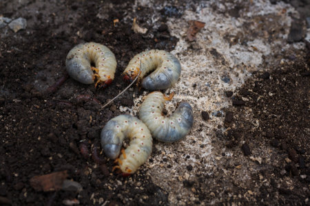 Mountain pine or bark beetle larvae, close up. Parasite destroying trees and furniture.の写真素材