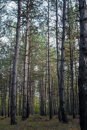 Soft focused close up shot of pine trees in coniferous forest by sunset light, ground covered with...