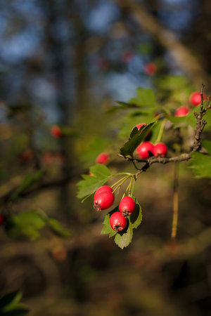 Beautiful rose-hip or dog rose branches with red berries in sunrays light on blurry forest...