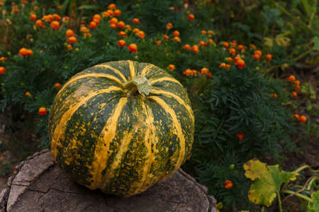 Big striped pumpkin on marigold flowers background. Organic fresh farm vegetables, seasonal autumn harvest, vegan food, healthy dietの写真素材