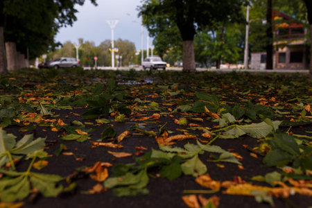 Chestnuts and leaves from chestnut tree on asphalt pavement, blurry town on background, low angle view. After heavy rain, thunderstorm danger concept.の写真素材