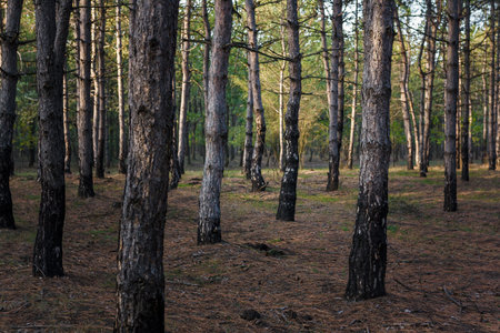 Soft focused close up shot of pine trees in coniferous forest by sunset light, ground covered with...