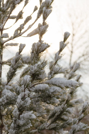 pine tree branch, needles covered with snow at winter day, close up shot on white sky background
