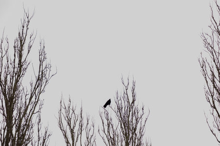 dramatic capture of black crow sitting on tree branch on grey sky background, copy space