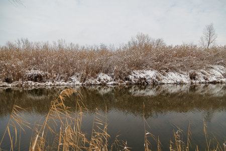 beautiful dry brown reeds covered with snow by snowfall, winter lake landscape background
