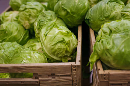 Fresh spring cabbage on counter, vegetable department in grocery store, supermarket, shop. Vegetarian healthy foodの写真素材