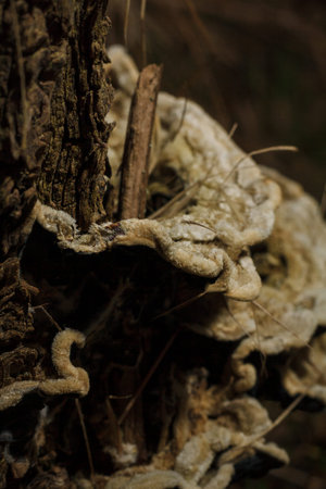 some white grey fungi, mushrooms or burr on tree in autumn forest