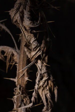beautiful brown spiky autumn leaf texture with shadows, harsh light. Vertical macro shot on black backgroundの写真素材