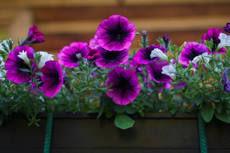 beautiful pink purple Petunia flowers on balcony, close up shotの写真素材