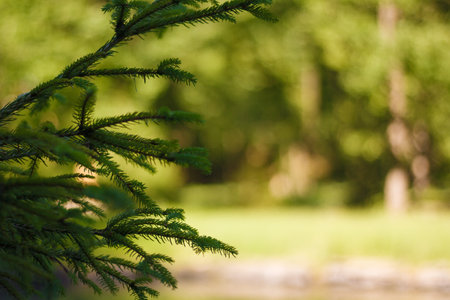 beautiful fresh young fir tree branches on green blurry background, soft focused closeup shot. Flora and natureの写真素材