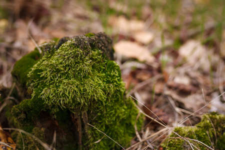 Soft focused close up shot of tree stump covered with green moss on blurry autumn forest background. Mossy stump fall landscapeの写真素材
