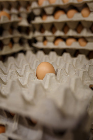 One hen egg in reusable paper container, more eggs on background. Zero waste, environmental...